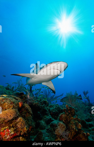 Caribbean Reef Shark, Carcharhinus perezi, over coral reef, West End, Bahamas, Atlantic Ocean Stock Photo