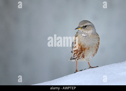 Alpine Accentor (Prunella collaris) searching for food Stock Photo