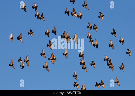 Flock of pigeons (Columbidae) in flight, Zug, Switzerland, Europe Stock Photo