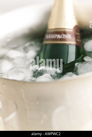 Bottle of champagne in ice bucket, close-up Stock Photo