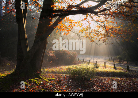 Misty autumnal scenes in a New Forest wood, Hampshire Stock Photo