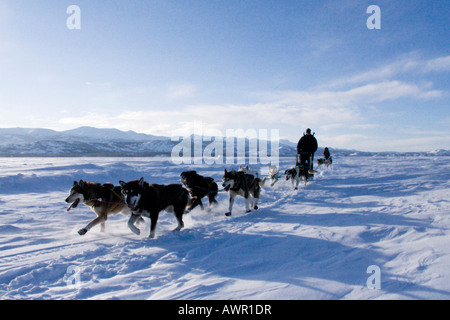 Dog sled team with musher, frozen Lake Laberge, Yukon Territory, Canada Stock Photo