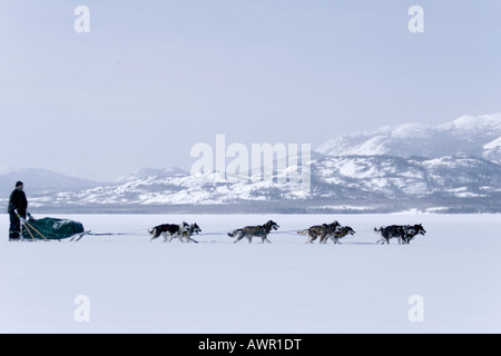 Dog sled team with musher, frozen Lake Laberge, Yukon Territory, Canada Stock Photo