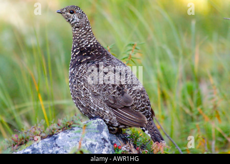 Willow Grouse or Willow Ptarmigan (Lagopus lagopus) hen in summer plumage standing on a rock, Yukon Territory, Canada Stock Photo