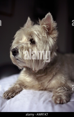 A West highland white terrier looking outside Stock Photo