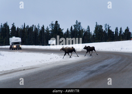 Moose or Elk (Alces alces) cow and calf crossing the Alaska Highway in front of on-coming traffic , Yukon Territory, Canada Stock Photo