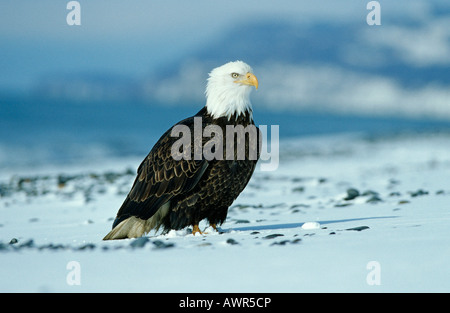 Bald Eagle (Haliaeetus leucocephalus) in snow Alaska Stock Photo