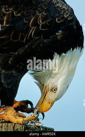 Bald Eagle (Haliaeetus leucocephalus) eating fish remains Alaska Stock Photo