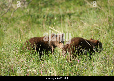 Two Brown Bear cubs (Ursus arctos) ca. half a year old, crossing the tundra, Denali National Park, Alaska, USA Stock Photo