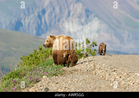 Brown Bear sow (Ursus arctos) crossing the tundra with cubs, Denali National Park, Alaska, USA Stock Photo