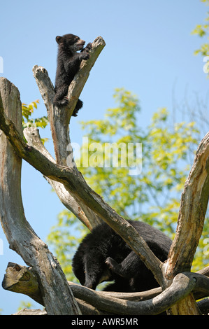 Young Spectacled Bear (Tremarctos ornatus) climbing high, Zoo Zurich, Switzerland Stock Photo