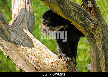 Spectacled or Andean Bear (Tremarctos ornatus) climbing tree, Zurich Zoo, Zurich, Switzerland, Europe Stock Photo