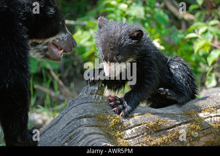 Spectacled or Andean Bear (Tremarctos ornatus) cub investigating tree, Zurich Zoo, Zurich, Switzerland, Europe Stock Photo