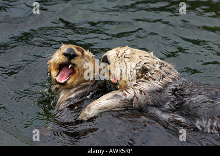 Sea Otters (Enhydra lutris) playing, Vancouver Aquarium, Vancouver, British Columbia, Canada Stock Photo