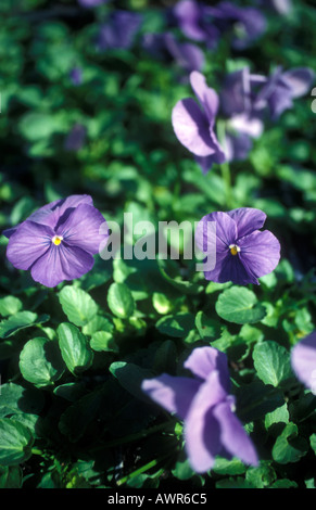 Pansies - Viola True Blue Stock Photo