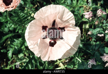 Pink Oriental poppy flowering Papaver orientale Stock Photo