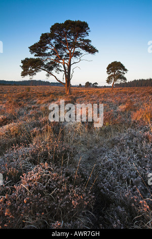 First light on a frosty Wilverley Plain, New Forest Stock Photo
