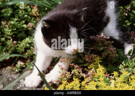 Black and white kitten playing in garden rockery Stock Photo