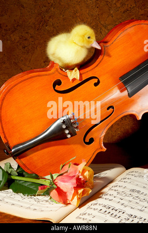 4 days old easter duckling sitting on a violin Stock Photo