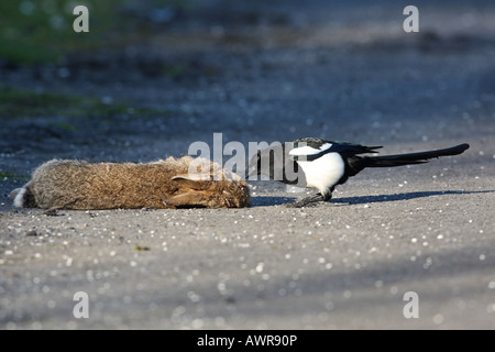 MAGPIE PICA PICA PECKING AT DEAD RABBITS EYE Stock Photo - Alamy