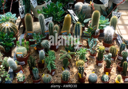 Cacti garden Stock Photo