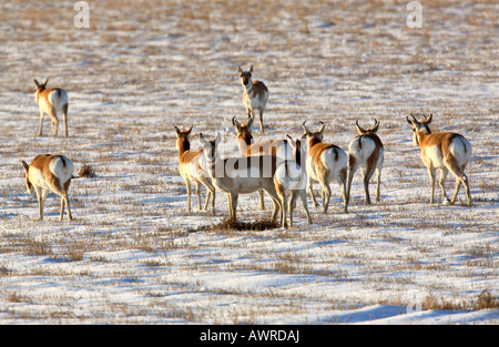 Herd of Pronghorn Antelope in winter Stock Photo