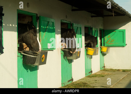 Three shire horses looking out from stable doors at the Great Yorkshire Show, North Yorkshire, UK Stock Photo