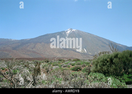 A View of the Volcanic Mountain, Mt Teide. Tenerife National Park, Canary Islands. With Teide Broom, Spartocytisus supranubius. Stock Photo