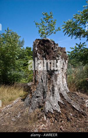 A picture of a large tree stump Michigan MI pictures images photos large high resolution close up USA US vertical format hi-res Stock Photo
