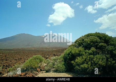 A View of the Volcanic Mountain, Mt Teide. Tenerife National Park, Canary Islands. With Teide Broom, Spartocytisus supranubius. Stock Photo