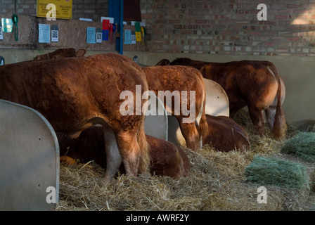 Red Sussex cattle at the Great Yorkshire Show in the cattle lines after judging Stock Photo