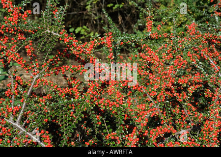 Cotoneaster shrub with red berries in autumn/fall, Surrey, UK ( (cotoneaster decorus)) Stock Photo