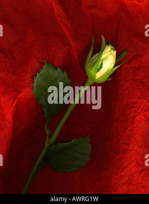 yellow rose with green leaves placed on red background Stock Photo