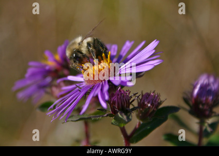 Golden Northern Bumble Bee (Bombus fervidus) Bumble Bee insect  pollinating purple flower closeup overhead top view nobody horizontal in USA US hi-res Stock Photo