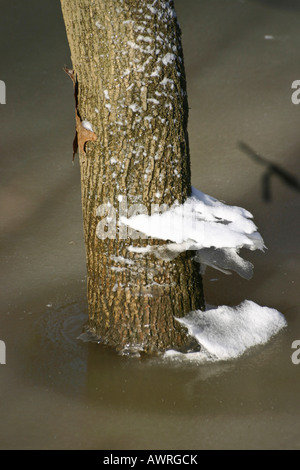 The tree trunk covered in ice winter pictures images photos vertical format in USA US hi-res Stock Photo