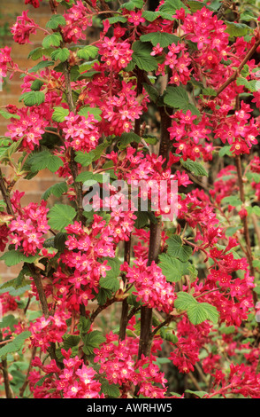 Ribes sanguineum 'King Edward VII', flowering currant bush, red flowers, garden plant currants Stock Photo