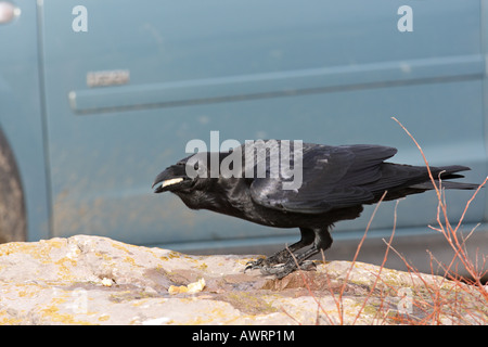 RAVEN CORVUS CORAX STANDING ON ROCK AT PICNIC SITE Stock Photo