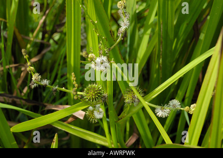 Branched Bur reed, sparganium erectum Stock Photo