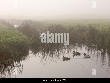 An eerie scene of three ducks happily swimming in the stream on misty Braunton Burrows North Devon England Stock Photo