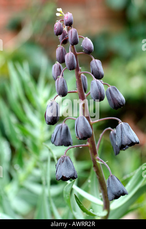 FRITILLARIA PERSICA Stock Photo