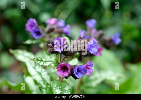 PULMONARIA DIANA CLARE Stock Photo