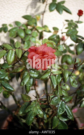 Rose, Hybrid Tea Rose, Rosa x hybrida, Red coloured flower growing ...