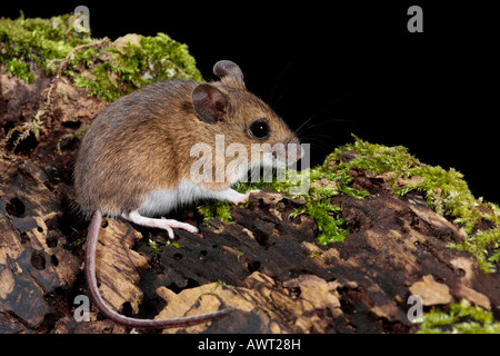 Wood mouse long-tailed field mouse Apodemus sylvaticus on log looking alert Potton Bedfordshire Stock Photo