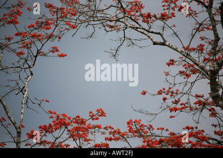 Flowering trees in the rainforest near Cana in the Darien national park, Republic of Panama. Stock Photo