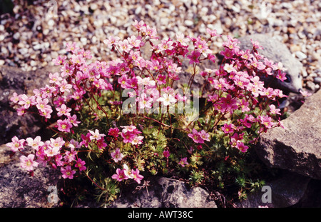 London Pride - Saxifraga Stock Photo