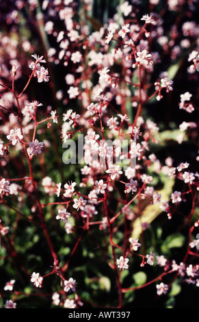 London Pride - Saxifraga Stock Photo