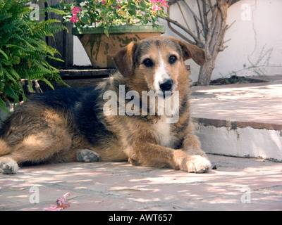 Dog resting on a tiled Mediterranean patio Sandy close up portrait alert lying reclines reclining rest resting wait waiting Stock Photo