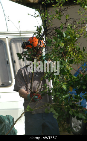 Tree Surgeons cutting and pruning sycamore trees then taking the wood away for shreading. Stock Photo