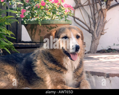 Dog resting on a tiled Mediterranean patio Sandy close up portrait alert lying reclines reclining rest resting wait waiting Stock Photo