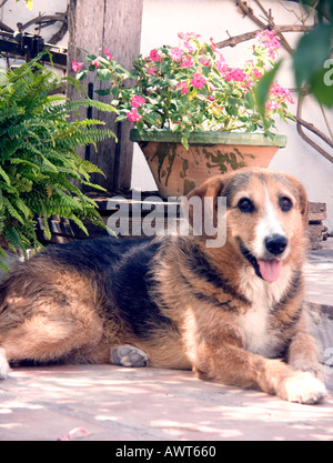 Dog resting on a tiled Mediterranean patio Sandy close up portrait alert lying reclines reclining rest resting wait waiting Stock Photo